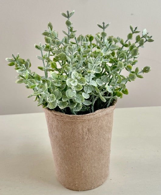 Baby Leaf Plant in Paper Pot