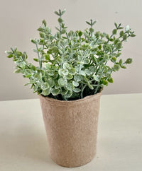 Baby Leaf Plant in Paper Pot