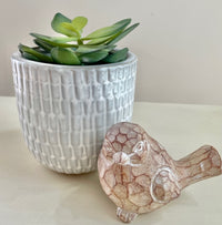 Succulent in Terra Cotta Pot