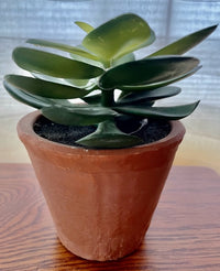 Succulent in Terra Cotta Pot
