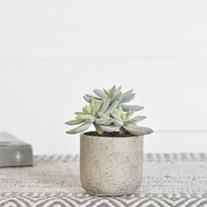 Succulent in Pot