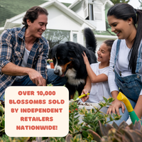 Egg Carton “Hello Spring” – 6 Wildflower Seed Bombs Gift