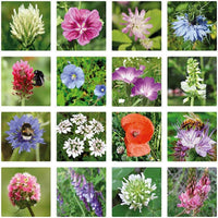 Egg Carton “Hello Spring” – 6 Wildflower Seed Bombs Gift