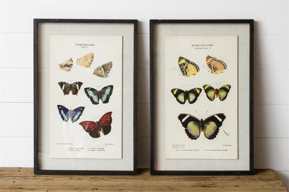 Butterfly Framed Prints