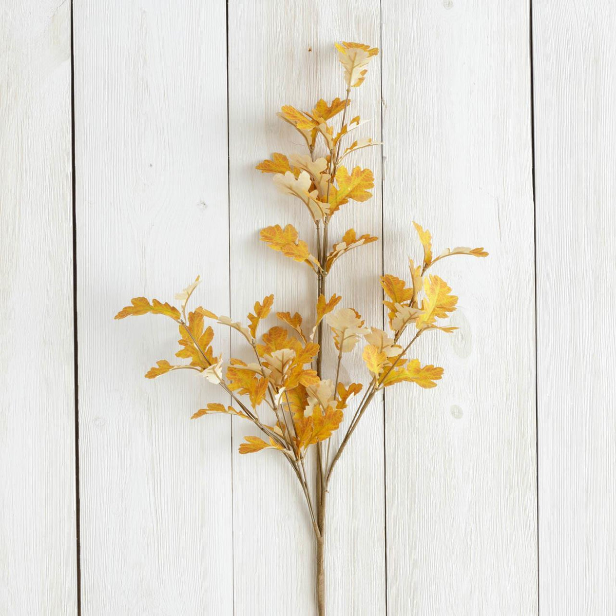 Orange Oak Leave Branch
