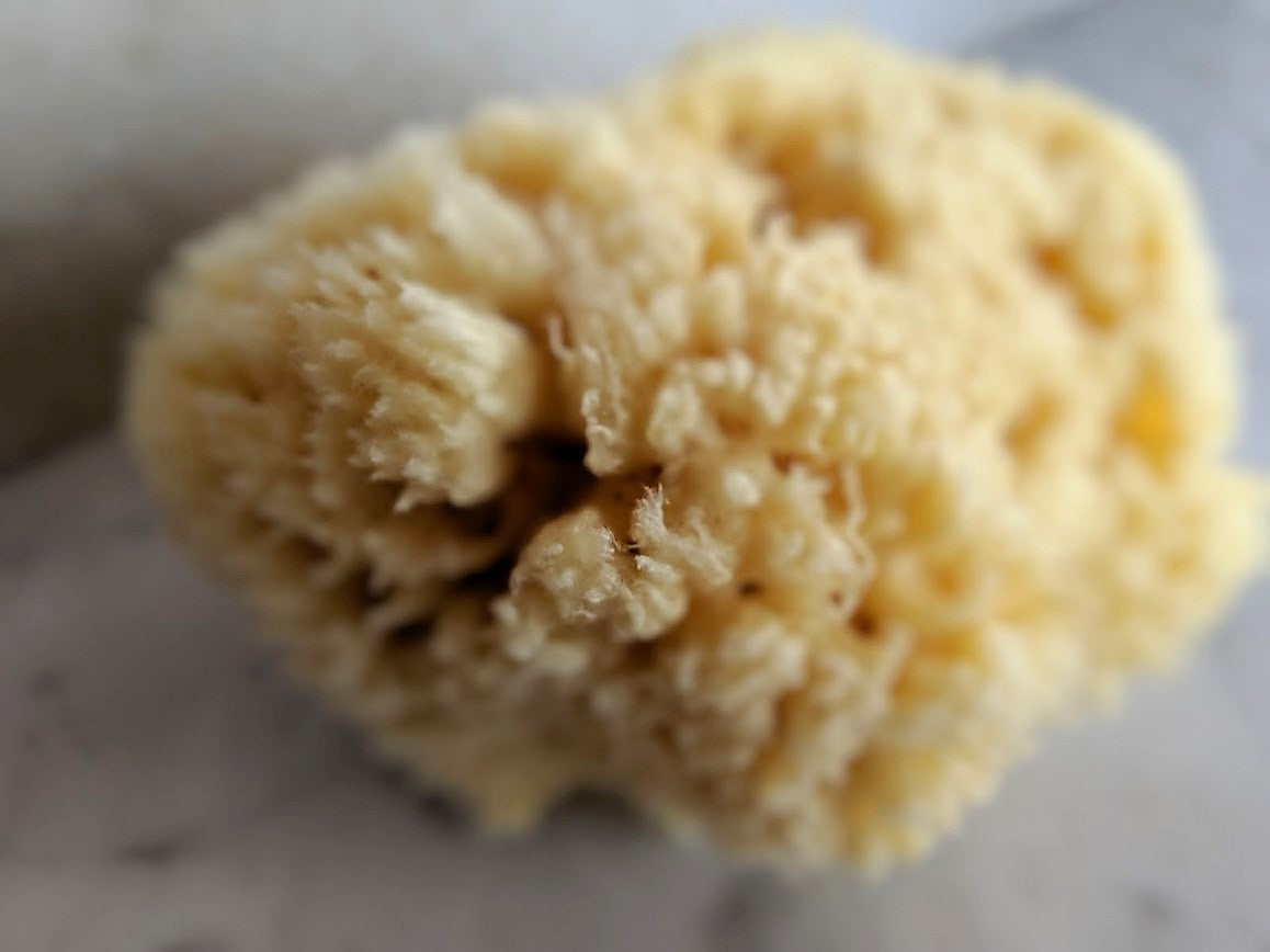 Premium Sea Wool Sponge