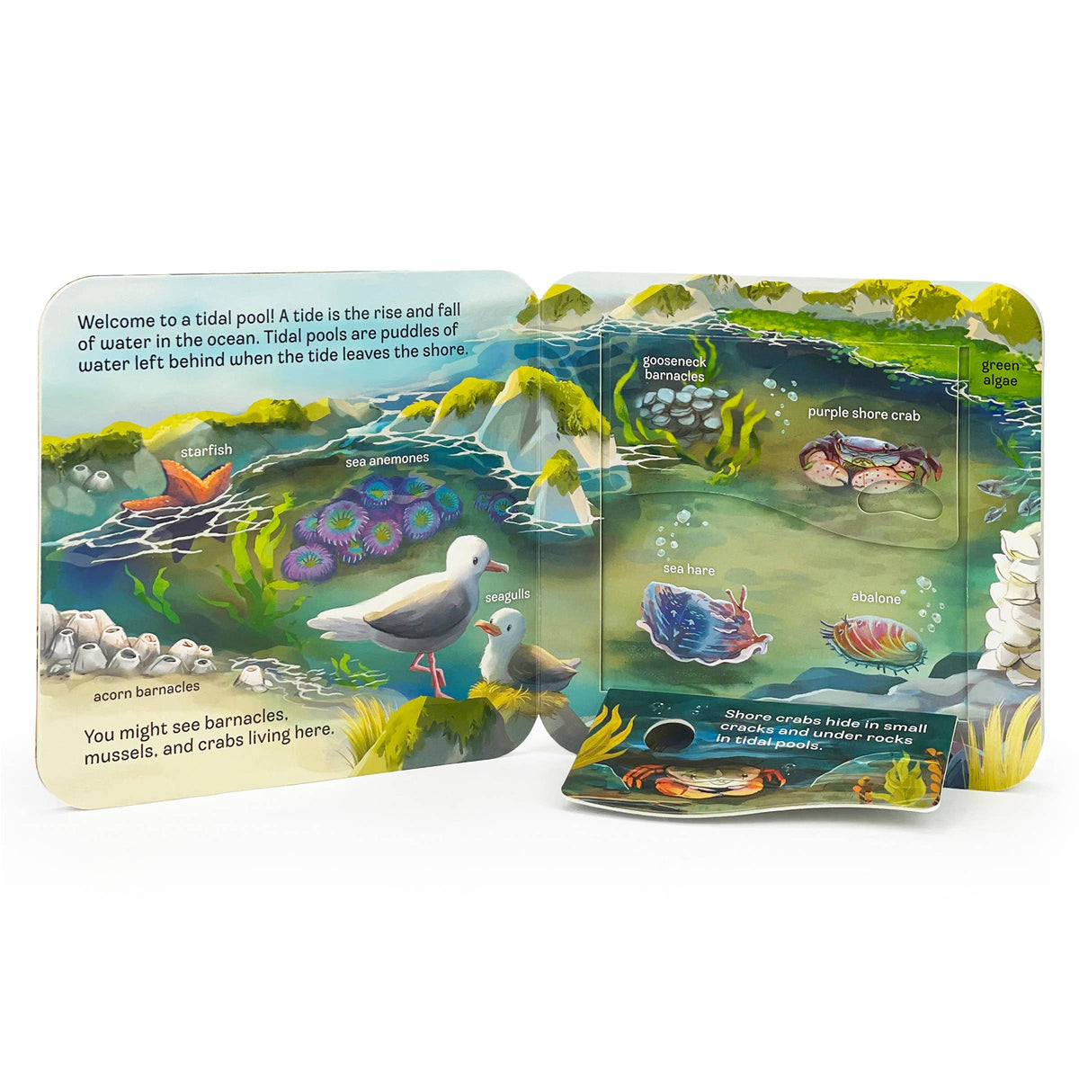 Ocean Interactive Lift-a-Flap Board Book